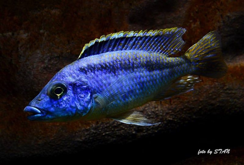 Mylochromis sp. 'lateristriga makanjila' Chiofu Bay